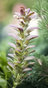 acanthus hungaricus P9 - afbeelding 1