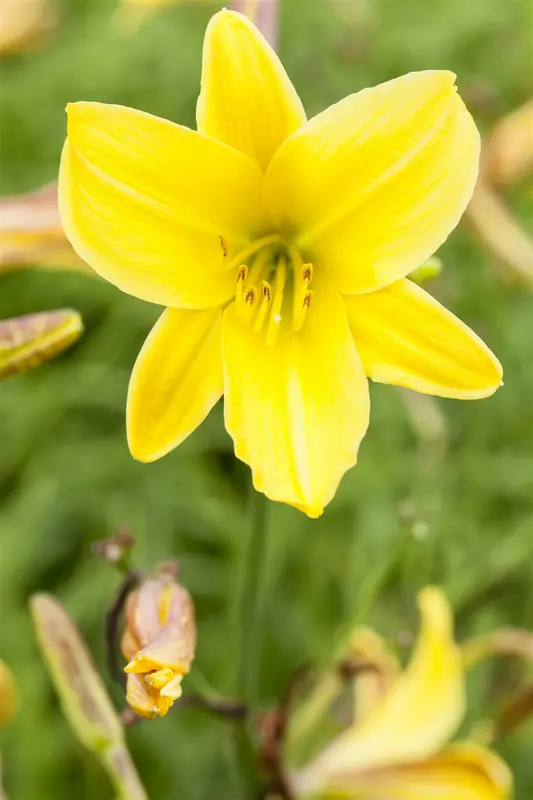 hemerocallis hybr. 'hyperion' P9