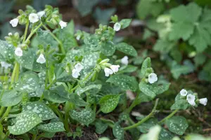 pulmonaria hybr. 'ice ballet' P9