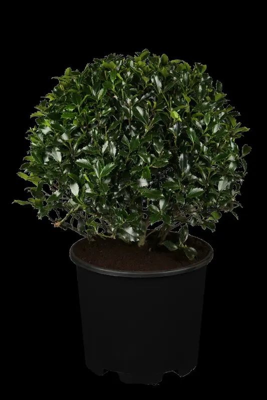 ilex meserveae 'heckenpracht'® 200x100x40 quickhed - afbeelding 1