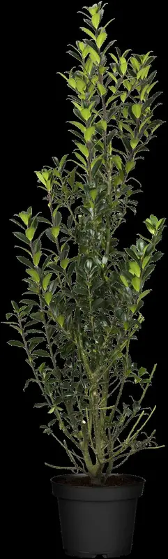 ilex meserveae 'heckenpracht'® 200x100x40 quickhed - afbeelding 4