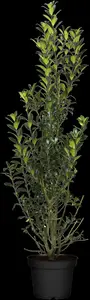 ilex meserveae 'heckenpracht'® 200x100x40 quickhed - afbeelding 4