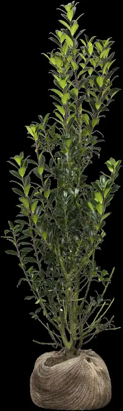 ilex meserveae 'heckenpracht'® 200x100x40 quickhed - afbeelding 5