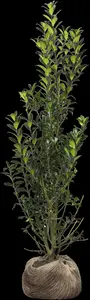 ilex meserveae 'heckenpracht'® 200x100x40 quickhed - afbeelding 5