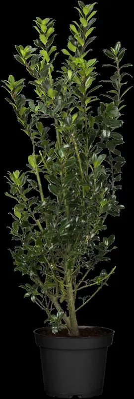 ilex meserveae 'heckenpracht'® 200x100x40 quickhed - afbeelding 3