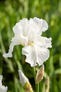 iris (germ.) 'immortality' P9 - afbeelding 1