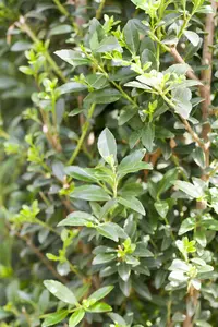 ilex 'impala'® - afbeelding 5