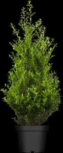 ilex 'impala'® - afbeelding 1