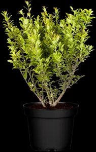 ilex 'impala'® - afbeelding 3