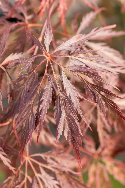 acer palm. 'inaba shidare' C35 - afbeelding 5