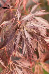 acer palm. 'inaba shidare' (150-+ cm) - afbeelding 5