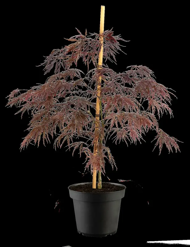 acer palm. 'inaba shidare' C35 - afbeelding 2