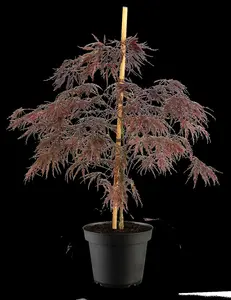 acer palm. 'inaba shidare' (60- 80cm) - afbeelding 2