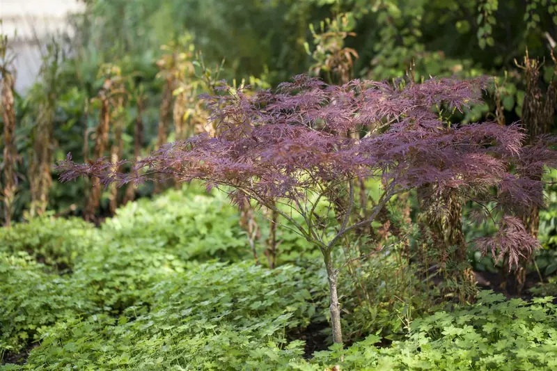 acer palm. 'inaba shidare' C35 - afbeelding 1