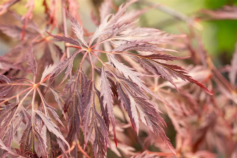 acer palm. 'inaba shidare' C35 - afbeelding 4