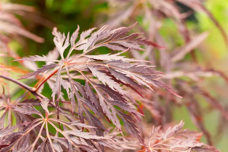 acer palm. 'inaba shidare' (60- 80cm) - afbeelding 3