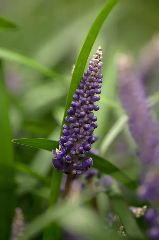 liriope muscari ingwersen p11