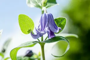 clematis integrifolia P9