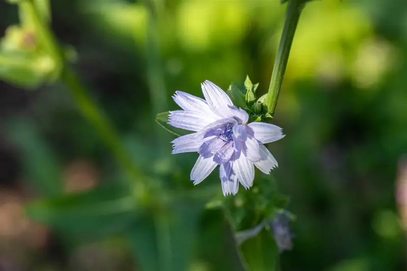 cichorium intybus P11 - afbeelding 4