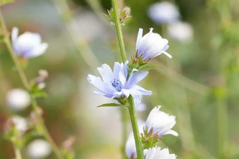 cichorium intybus P11 - afbeelding 5