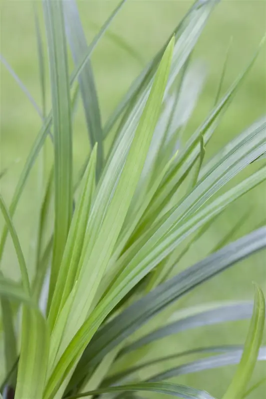 carex morr. 'irish green' P9 - afbeelding 5