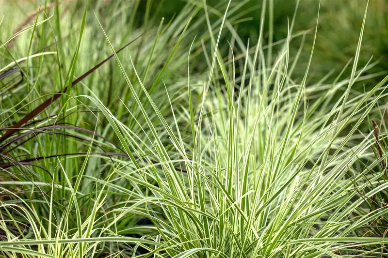 carex morr. 'irish green' P9 - afbeelding 1