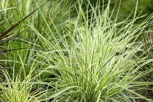 carex morr. 'irish green' P9 - afbeelding 2