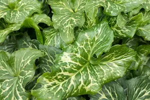 arum italicum P11