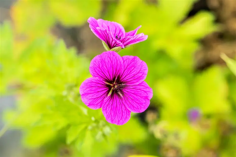 geranium psil. 'ivan' P9