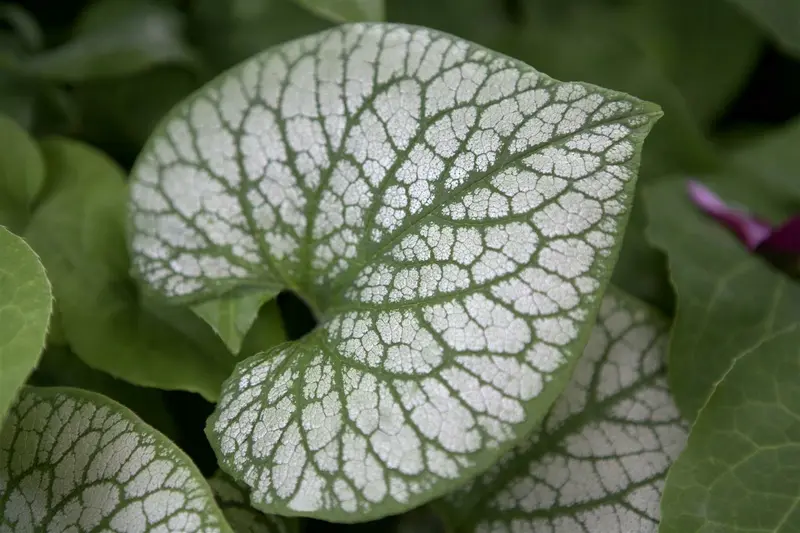 brunnera macr jack frost p11 - afbeelding 1