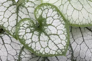 brunnera macr jack frost p11 - afbeelding 4