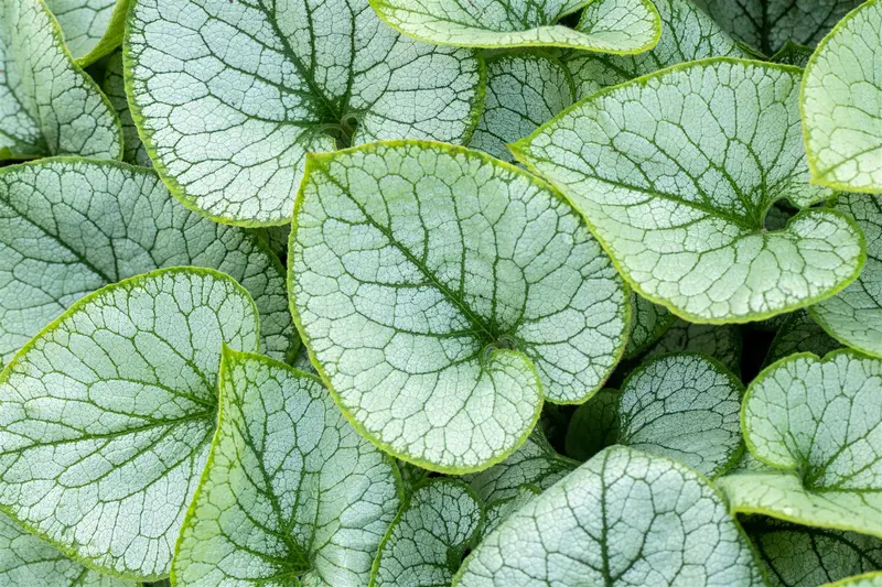 brunnera macr jack frost p11 - afbeelding 5