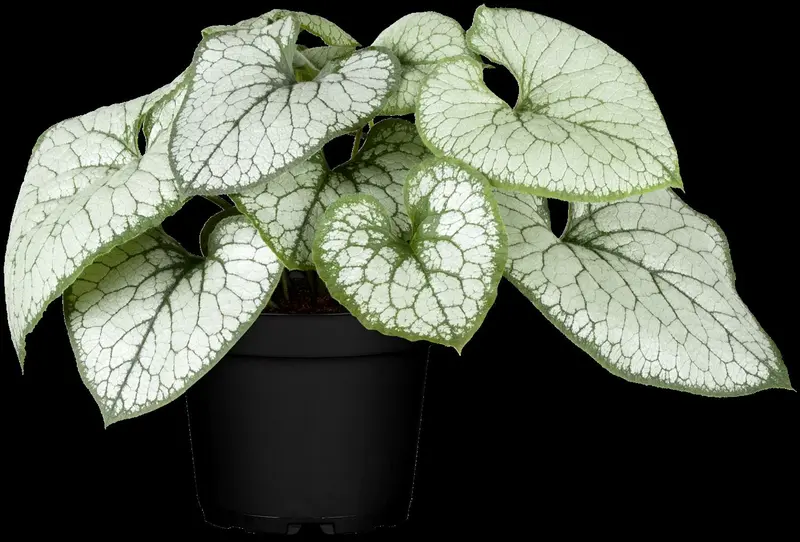 brunnera macr jack frost p11 - afbeelding 3