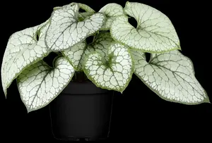 brunnera macr. 'jack frost'® P9 - afbeelding 3