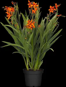 Jackanapes crocosmia P9 - afbeelding 2