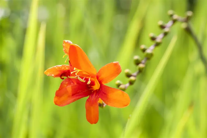 Jackanapes crocosmia P9 - afbeelding 1