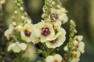 verbascum hybr. 'jackie' P9