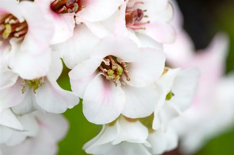 bergenia hybr. 'jelle' P9 - afbeelding 1