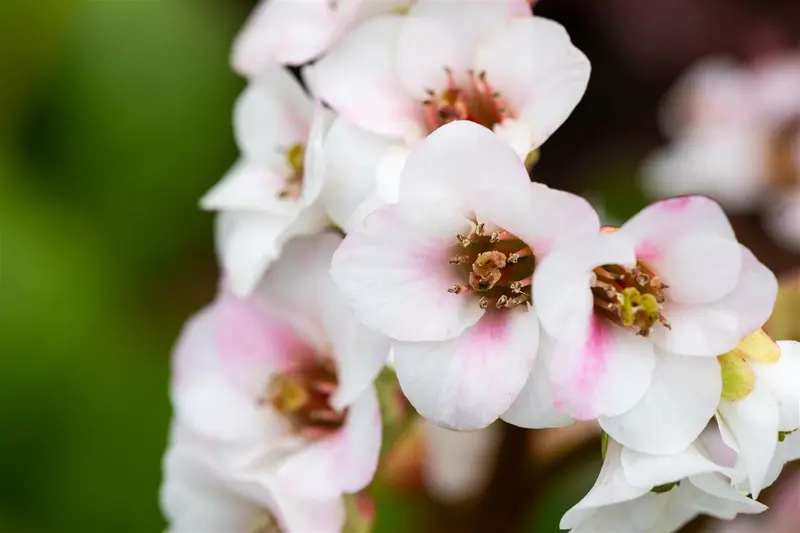 bergenia hybr. 'jelle' P9 - afbeelding 2