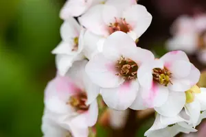 bergenia hybr. 'jelle' P9 - afbeelding 2