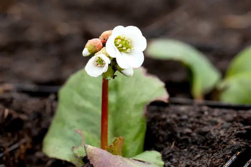 bergenia hybr. 'jelle' P9 - afbeelding 3