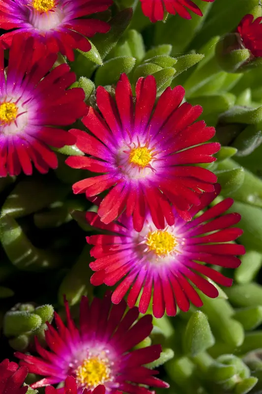 delosperma c. 'jewel of desert garnet' P11 - afbeelding 3