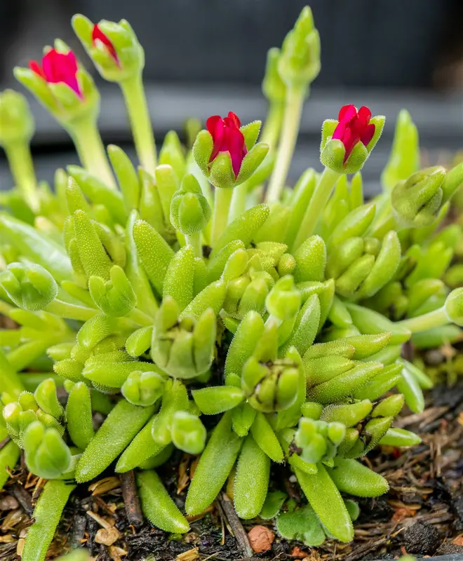 delosperma c. 'jewel of desert garnet' P11 - afbeelding 5