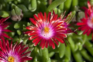 delosperma c. 'jewel of desert garnet' P11 - afbeelding 1