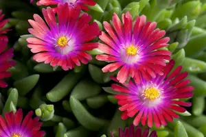 delosperma c. 'jewel of desert garnet' P11 - afbeelding 2