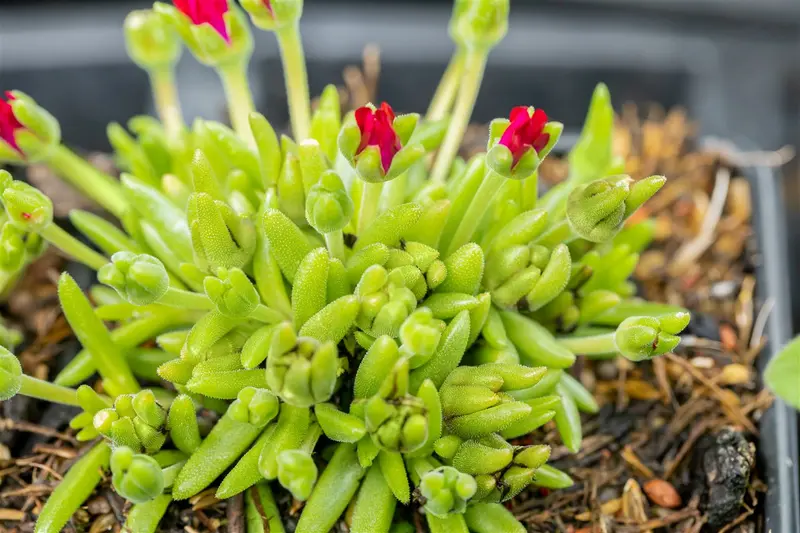 delosperma c. 'jewel of desert garnet' P11 - afbeelding 4