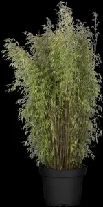 fargesia 'jiu' ( 'jiuzhaigou') (100-125 cm) - afbeelding 4