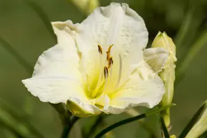 hemerocallis hybr. 'joan senior' P9