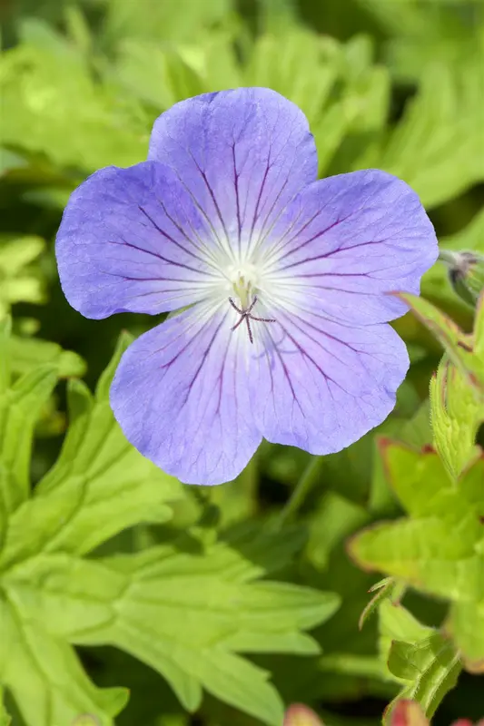 geranium hybr. 'johnson's blue' P9