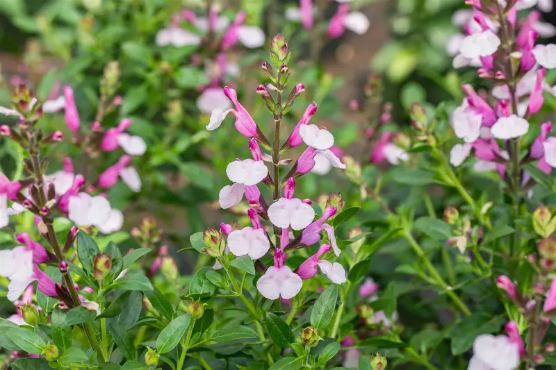 salvia greggii 'joy' P11 - afbeelding 1